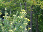 IMG 4345